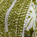 Green 4.webp
